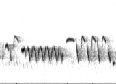Sonograma d'un fragment de cant de cargolet